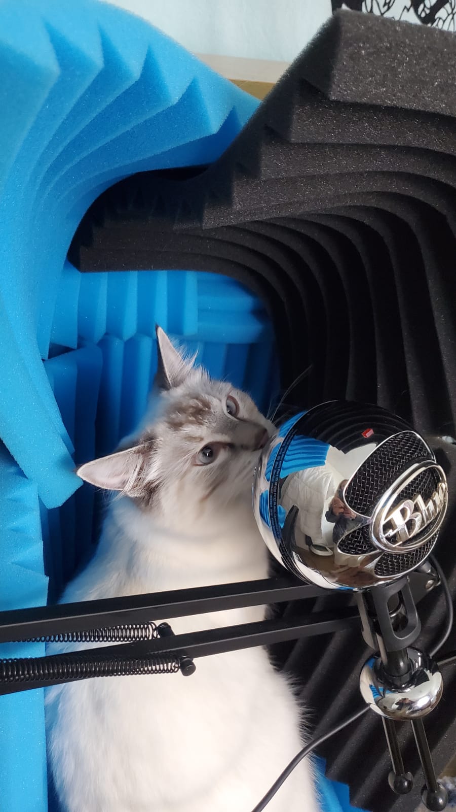 white cat with grey face talking into a chrome blue snowball microphone and surrounded by blue and black sound foam. Photo used with permission from Dr Melissa Gunn.