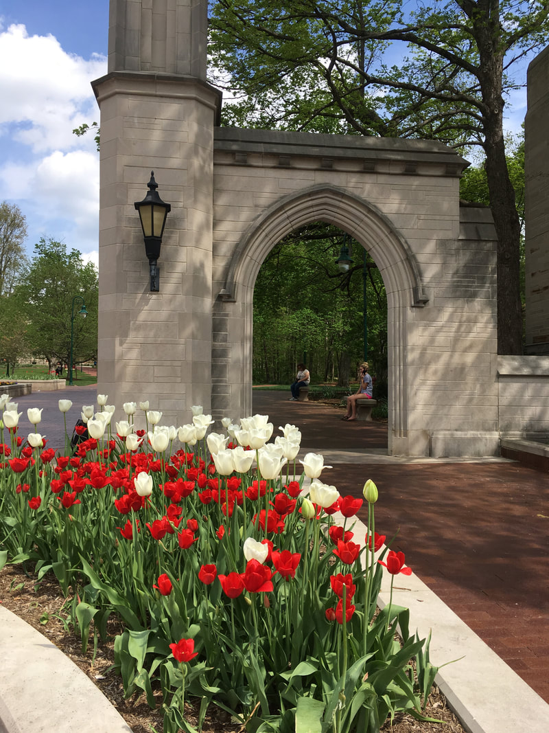 Indiana University Sample Gates and May tulips